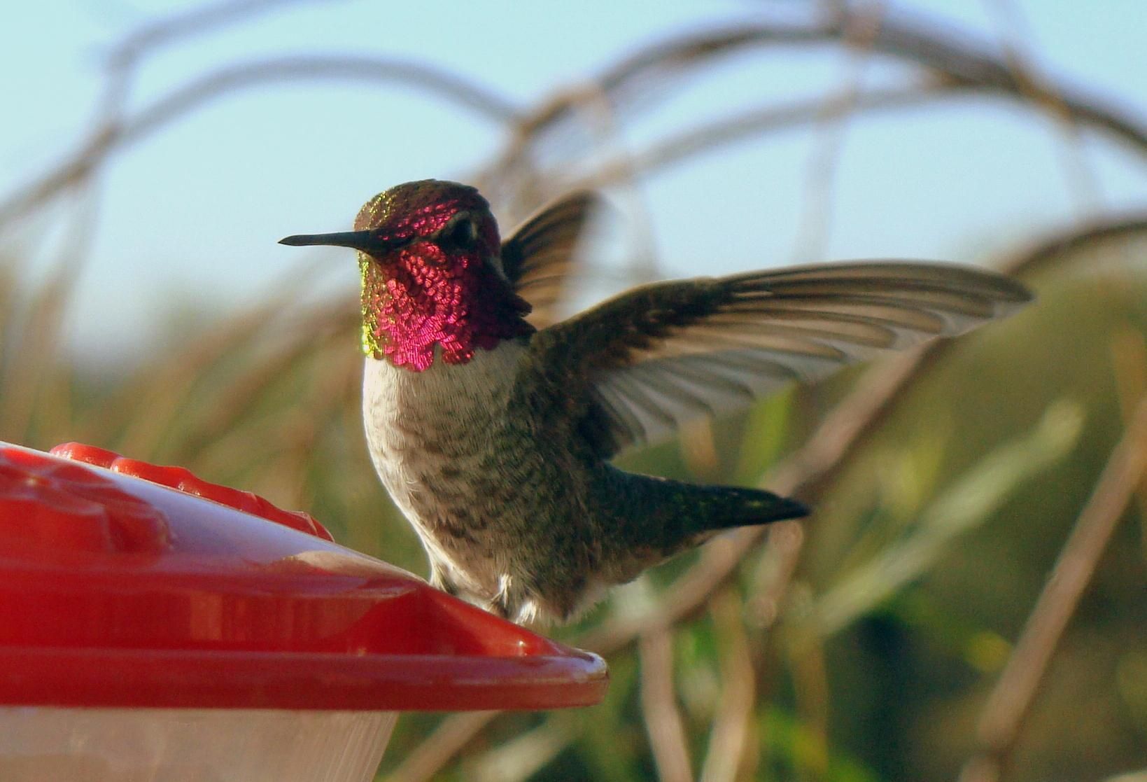 Hummingbirds from backyards and beyond